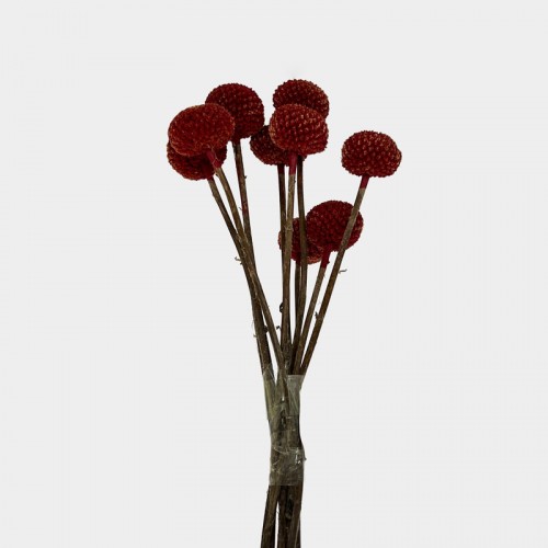 Preserved Craspedia Ball - Maroon (10 Stems)