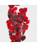 Preserved Eucalyptus - Apple Leaf (Per Bundle) Preserved Eucalyptus - Apple Leaf (Per Bundle)