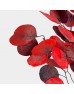 Preserved Eucalyptus - Apple Leaf (Per Bundle) Preserved Eucalyptus - Apple Leaf (Per Bundle)