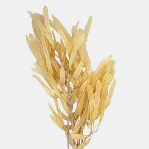 Preserved Hyacinth Bean - Cream (Per Bundle) Preserved Hyacinth Bean - Cream (Per Bundle)