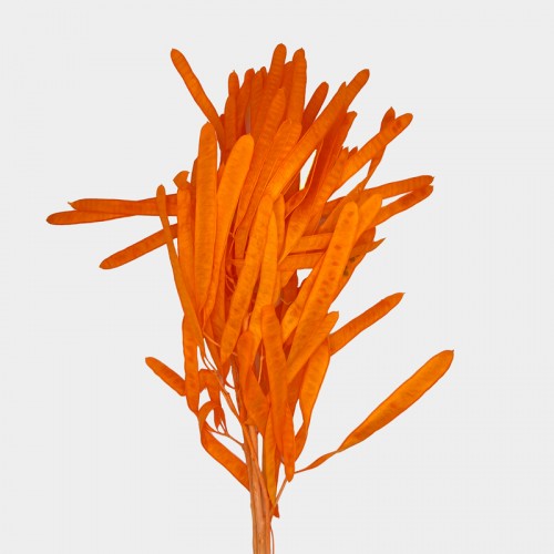 Preserved Hyacinth Bean - Orange (Per Bundle)