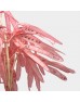 Preserved Hyacinth Bean - Pink (Per Bundle) Preserved Hyacinth Bean - Pink (Per Bundle)