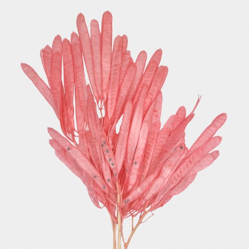 Preserved Hyacinth Bean - Pink (Per Bundle) Preserved Hyacinth Bean - Pink (Per Bundle)