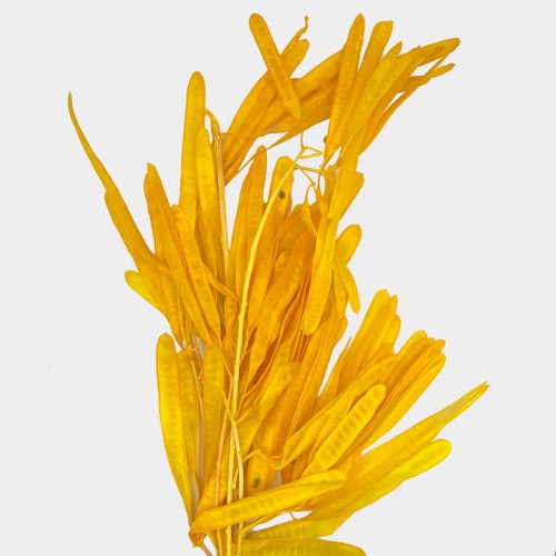 Preserved Hyacinth Bean - Yellow (Per Bundle)