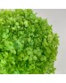 Preserved Hydrangea - Apple Green (Per Stems)