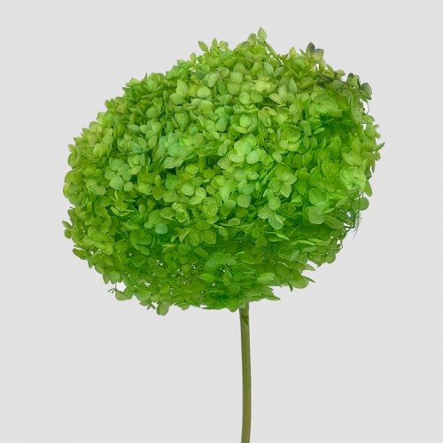Preserved Hydrangea - Apple Green (Per Stems)
