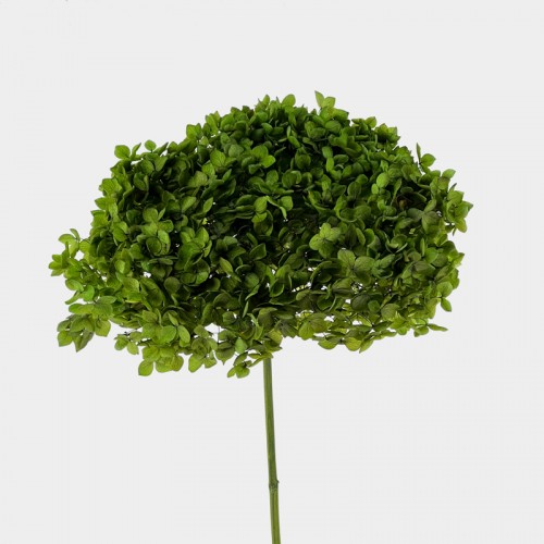 Preserved Hydrangea - Army Green (Per Stems)