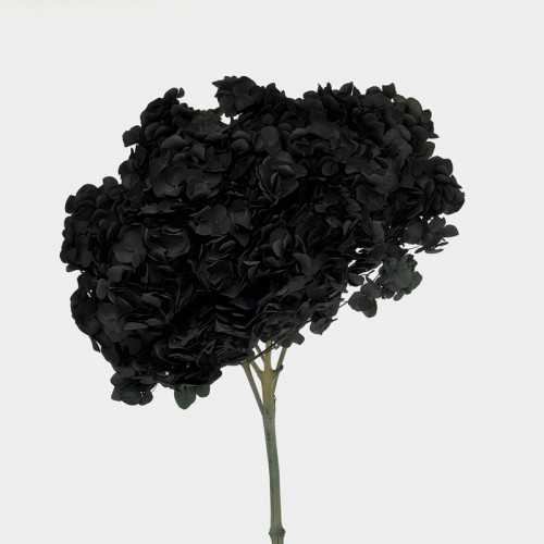 Preserved Hydrangea - Black (Per Stems)