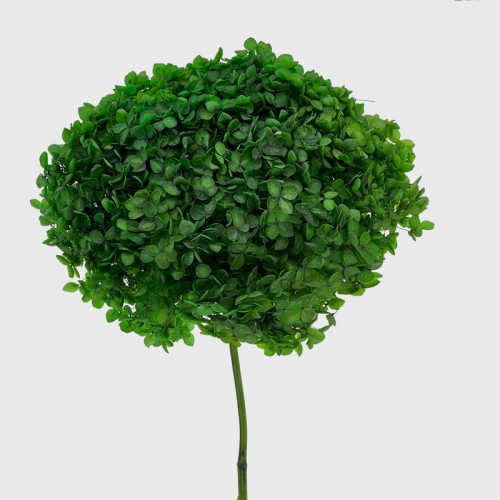 Preserved Hydrangea - Dark Green (Per Stems)
