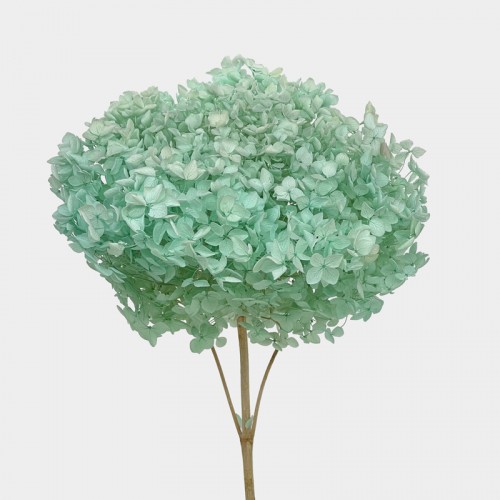 Preserved Hydrangea - Mint Green (Per Stems)