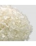 Preserved Hydrangea - White (Per Stems)