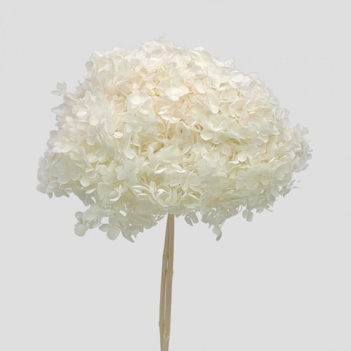 Preserved Hydrangea - White (Per Stems)