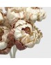 Dried Peony Colored 5cm - Brown (10 Stems)