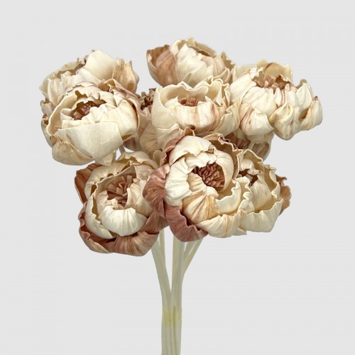 Dried Peony Colored 5cm - Brown (10 Stems)