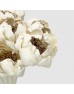Dried Peony Sola 5cm - (10 Stems) Dried Peony Sola 5cm - (10 Stems)