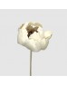 Dried Peony Sola 5cm - (10 Stems) Dried Peony Sola 5cm - (10 Stems)