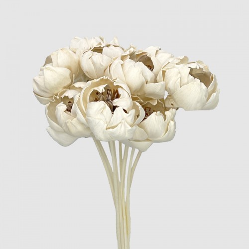 Dried Peony Sola 5cm - (10 Stems) Dried Peony Sola 5cm - (10 Stems)