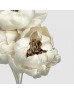 Dried Peony Sola 8cm - (5 Stems) Dried Peony Sola 8cm - (5 Stems)