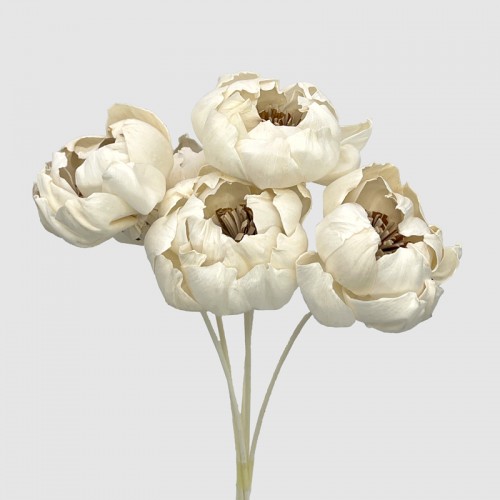 Dried Peony Sola 8cm - (5 Stems) Dried Peony Sola 8cm - (5 Stems)