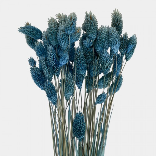 Dried Phalaris - Blue (Per Bundle)