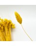 Dried Phalaris - Yellow (Per Bundle) Dried Phalaris - Yellow (Per Bundle)