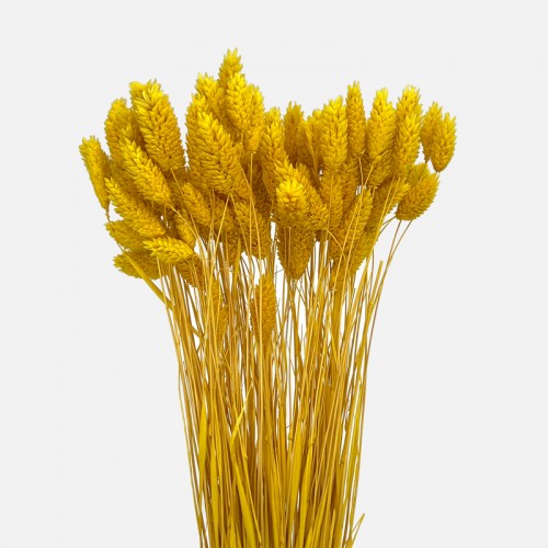 Dried Phalaris - Yellow (Per Bundle) Dried Phalaris - Yellow (Per Bundle)