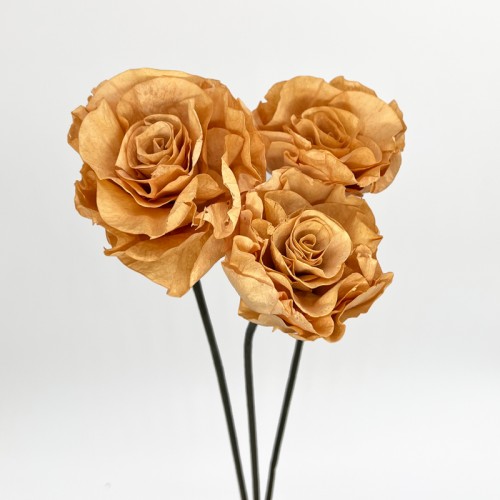 Dried Rose Sola - Brown (3 Stems) Dried Rose Sola - Brown (3 Stems)