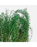 Preserved Thlaspi Green Dragon Lepidium - (Per Bundle)
