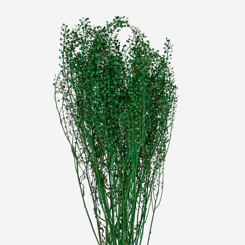 Preserved Thlaspi Green Dragon Lepidium - (Per Bundle)