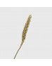 Dried Triticum Green - (Per Bundle) Dried Triticum Green - (Per Bundle)