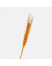 Dried Wheat Grass - Orange (Per Bundle) Dried Wheat Grass - Orange (Per Bundle)