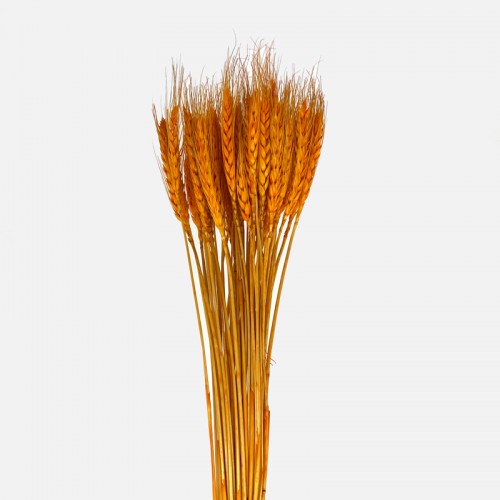 Dried Wheat Grass - Orange (Per Bundle) Dried Wheat Grass - Orange (Per Bundle)