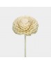 Dried White Sola - (5 Stems)