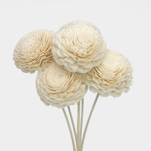 Dried White Sola - (5 Stems)