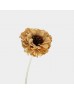 Dried Zinnia - Brown (5 Stems)