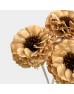 Dried Zinnia - Brown (5 Stems)
