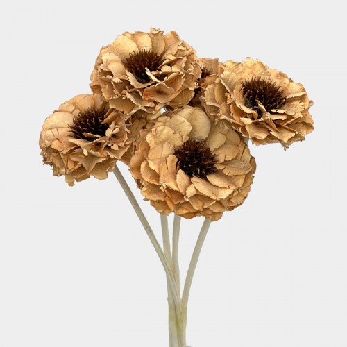 Dried Zinnia - Brown (5 Stems)