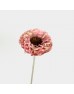 Dried Zinnia - Pink (5 Stems) Dried Zinnia - Pink (5 Stems)