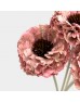Dried Zinnia - Pink (5 Stems) Dried Zinnia - Pink (5 Stems)