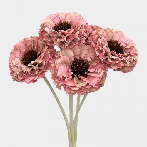 Dried Zinnia - Pink (5 Stems) Dried Zinnia - Pink (5 Stems)