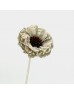 Dried Zinnia - White (5 Stems) Dried Zinnia - White (5 Stems)