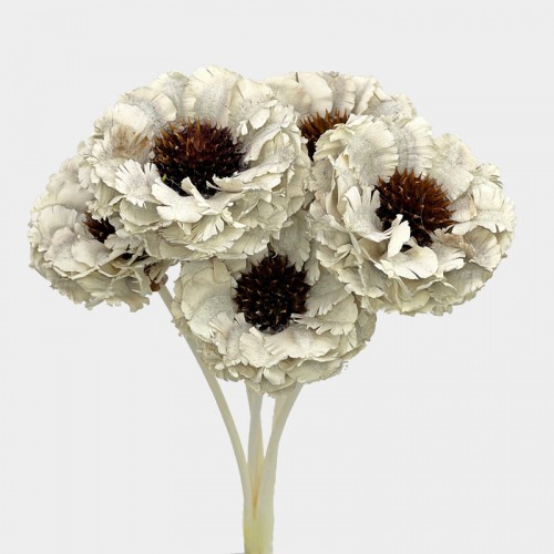 Dried Zinnia - White (5 Stems) Dried Zinnia - White (5 Stems)